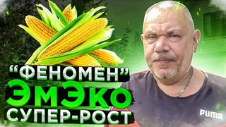 Феномен ЭмЭко на кукурузе. Супер-рост.