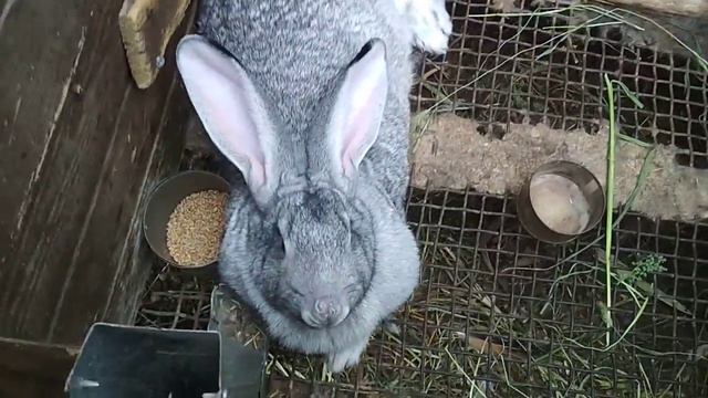 Пододерматит у кроликов //Жизнь в деревне!!!