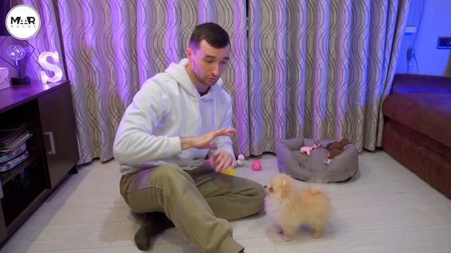 Научил Щенка Командам "Голос" и "Тихо" за 5 минут / Тест \ 12 команд за 8 дней смотреть онлайн