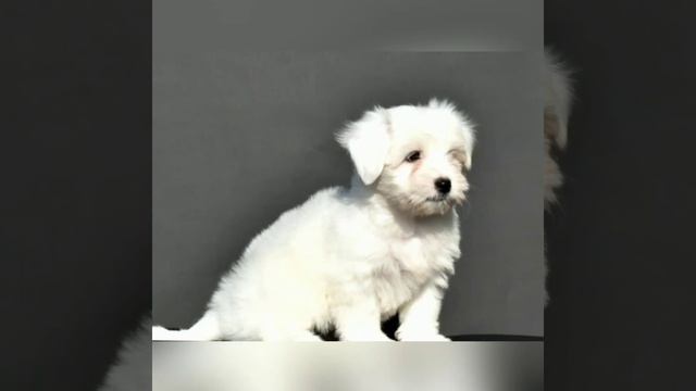 Котон де тулеар (щенки на продажу) 2019 смотреть онлайн