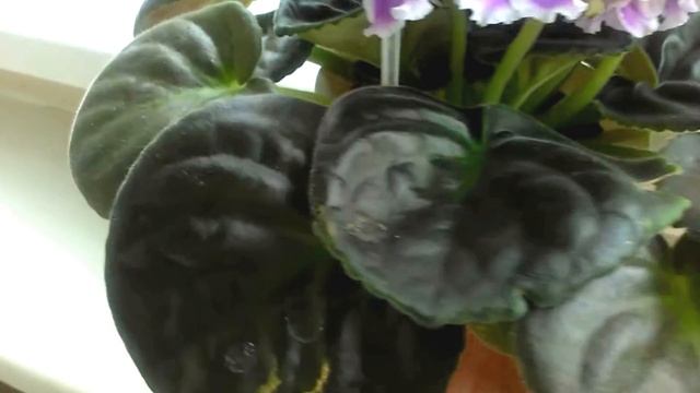 Фиалка РС-Холодная Сирень. Супер-цветение! Фиалки в Санкт-Петербурге. смотреть онлайн