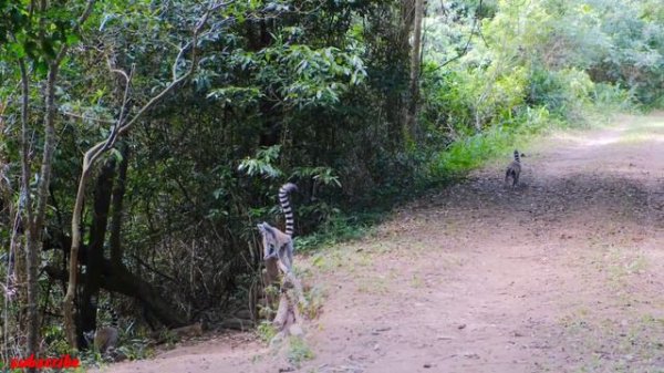 Animals in the animal kingdom! | The incredible life of wild animals |