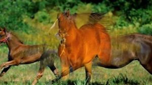 Жеребёнок.песенка для детей!