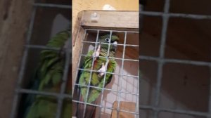 Пиррура разговорился.