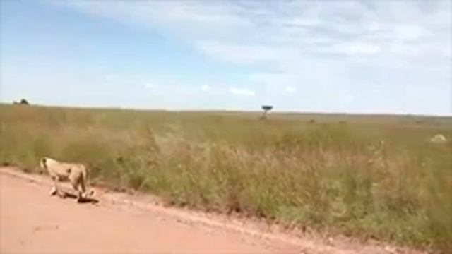 Дикие кошки. Африка. Львы / Wild cats. Africa. Lions смотреть онлайн