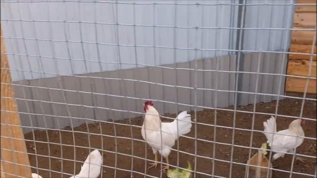 Летний выгул для кур.Продолжение.