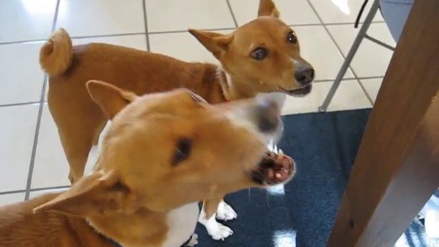 Izzi and Bosco sing смотреть онлайн