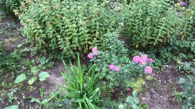 Дорогой дневник. Д264. смотреть онлайн