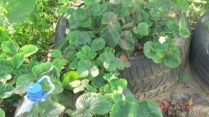 КЛУМБЫ КЛУБНИКИ В ПОКРЫШКАХ