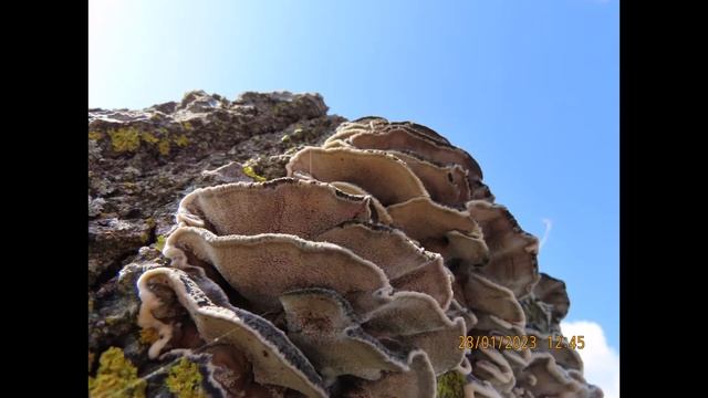 Bjerkandera adusta, the smoky polypore or smoky bracket Greece by Theo смотреть онлайн
