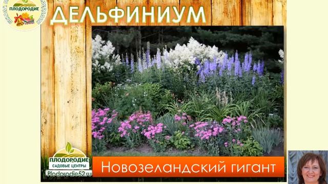 Дельфиниумы Виды Сорта Цветники смотреть онлайн