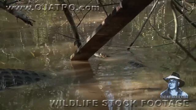 Alligator Attacks Python 04 Dangerous Animals смотреть онлайн