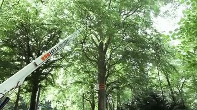 Un arbre qui parle смотреть онлайн