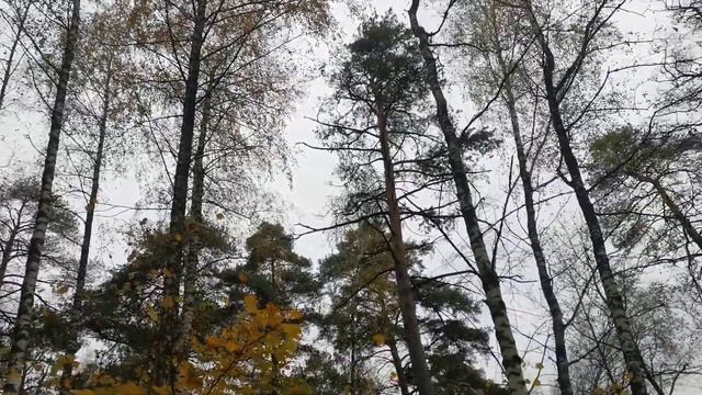 #ВЕЛЕСОВА НОЧЬ #Хеллоуин #31октября2021ДУХОВ ДЕНЬ#ЕЛЕНА ВЕДАРА смотреть онлайн