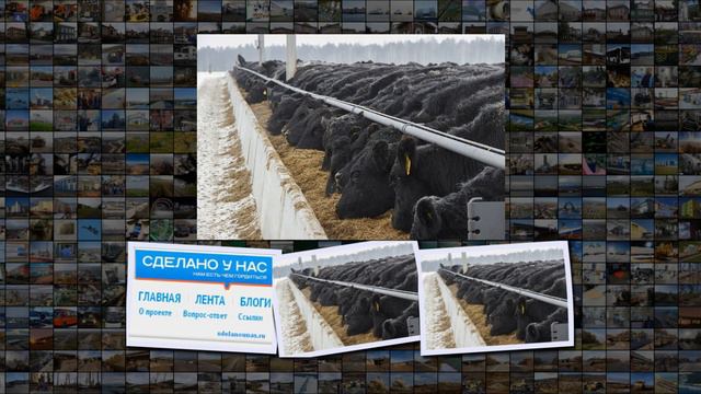 Мираторг открыл ферму в Калужской области для выращивания коров японской породы вагю смотреть онлайн