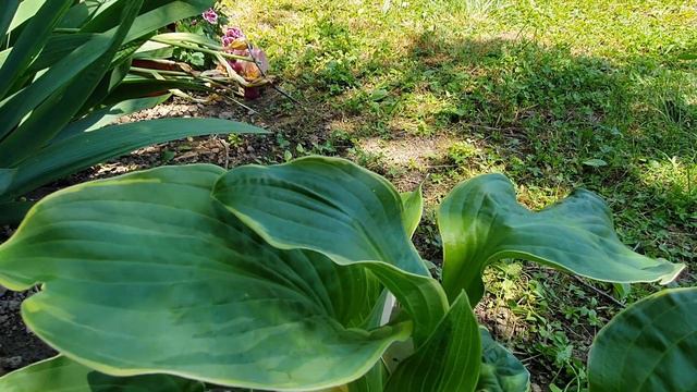 De ce merita Hosta in gradina si de ce face ca dinozaurul? Mori de ras!!!! смотреть онлайн
