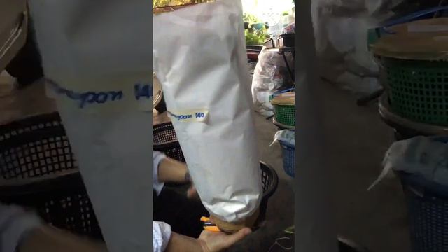 ชื้อต้นไม้ออนไลน์ Unbox philodendron Melanochrysum!! смотреть онлайн