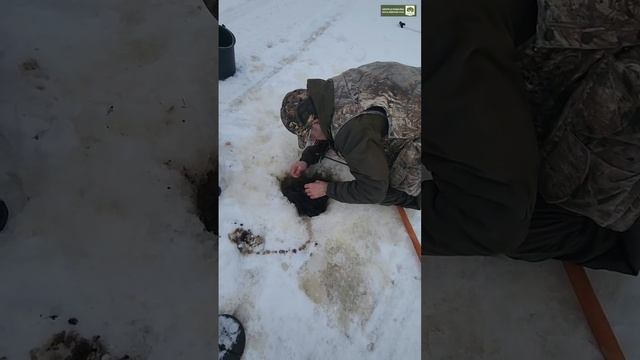 Хорошую щуку вытащили! Озеро Испол у базы "Экомир". смотреть онлайн