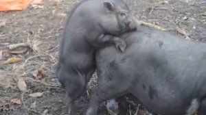 Спаривание животных.