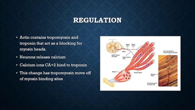 Sliding Filament Theory Demel смотреть онлайн