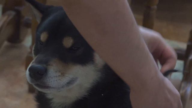 Команда "Пасть!" Простой способ дать таблетку собаке смотреть онлайн