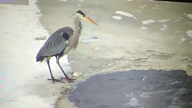 Взморье, Соя, ТЭЦ. Ежедневный онлайн обзор. смотреть онлайн