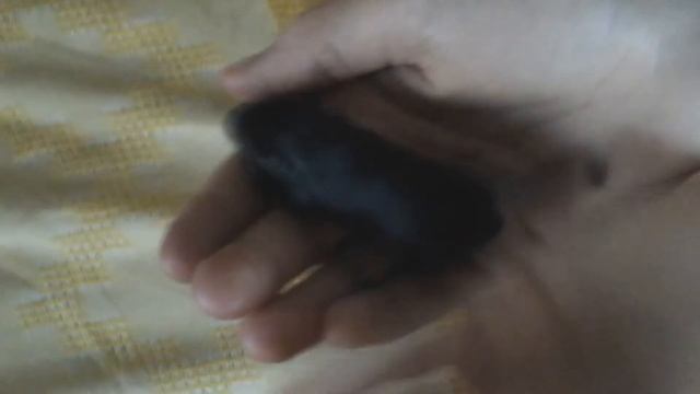 Мышка песчанка 15 дней. Детеныш песчанки Ляльки. Baby Mouse смотреть онлайн