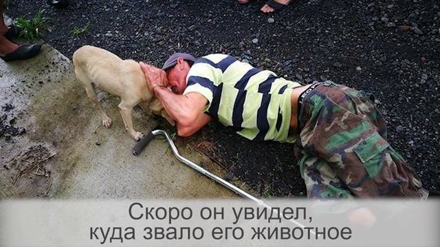 Люди думали, что на дороге лежит бездомный и проходили мимо. Кроме этого пса смотреть онлайн