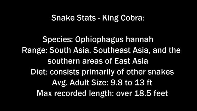 Longest Snakes in the World смотреть онлайн