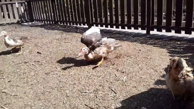 Яйца без Скорлупы . Понос у Курицы / Чем Лечить / Желточный Перетонит смотреть онлайн