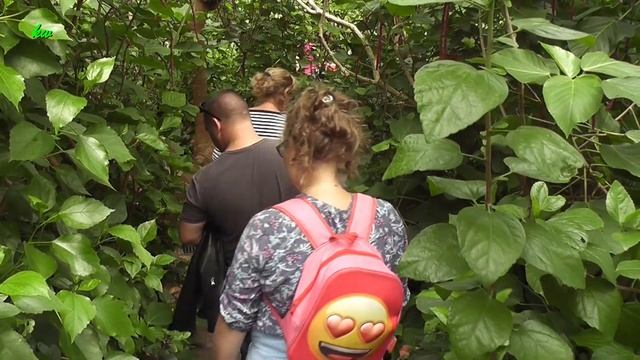 Amsterdam Zoo Artis смотреть онлайн