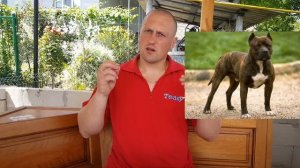 Питбуль против кане-корсо какая собака круче ??? Pitbull vs Cane Corso