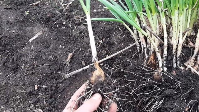 Посадка чеснока рассадой, сегодня ( Ukrainian garlic ) 15 апреля 2021 год смотреть онлайн
