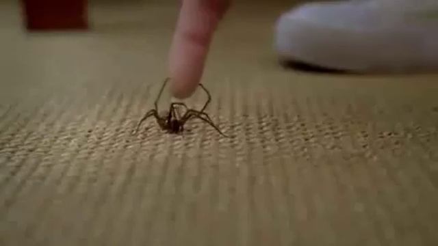 Прикол. Вот почему нужно бояться пауков =) хаха) смотреть онлайн