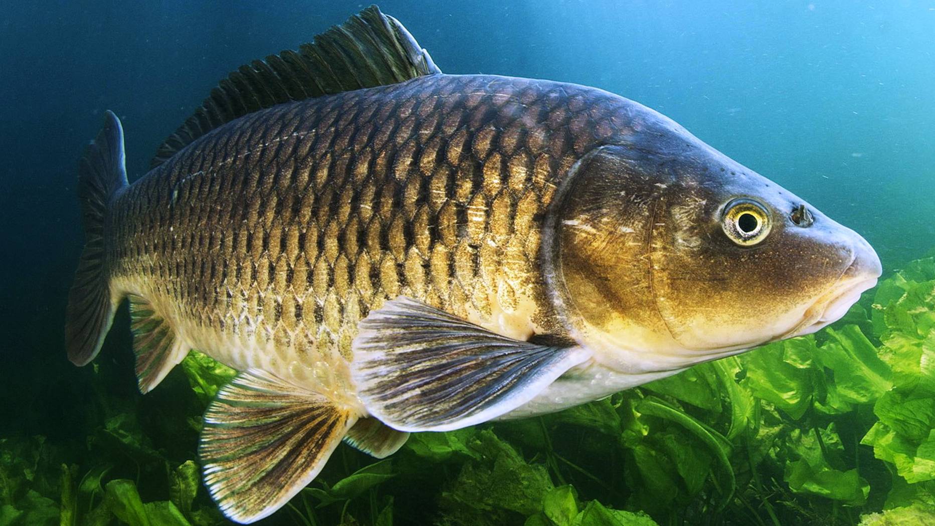 Совместная нырялка. Июль 2024 год. смотреть онлайн