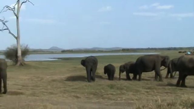 Слоны на сафари смотреть онлайн