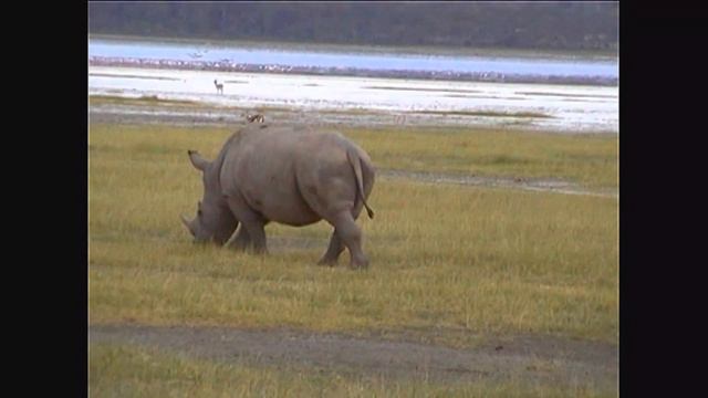 Lake Nakuru National Park - Kenia (12/2001) смотреть онлайн