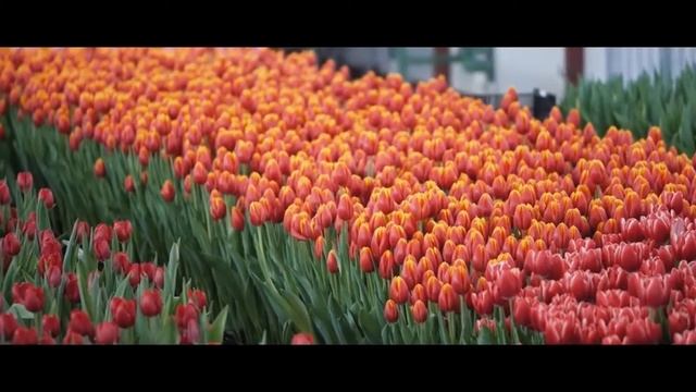 Тюльпаны производство. 2020 смотреть онлайн
