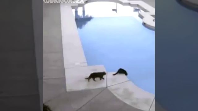 Без кота жизнь не та! смотреть онлайн