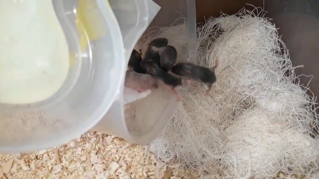 6 день жизни новорожденных хомячков +КОНКУРС смотреть онлайн