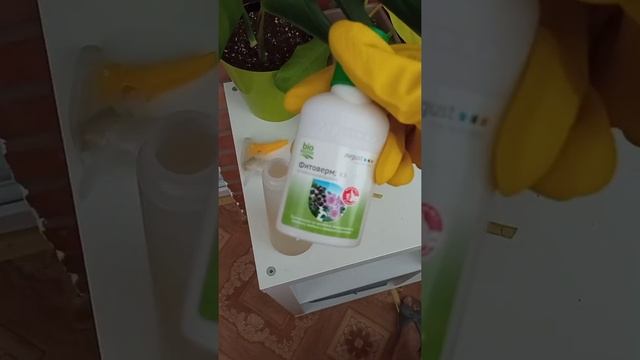 Как избавиться от белокрылки? ?/ Вредители на огурцах в домашних условиях? # выращиваемогурцыдома смотреть онлайн