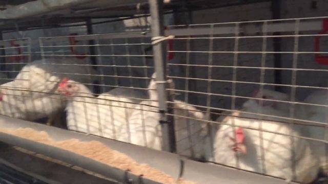 Ошибка при выращивание бройлера кобб 500 бизнес на бройлерах сбыт кур мой опыт смотреть онлайн