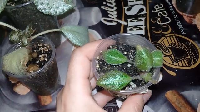 ??Мои комнатные цветы.Мои эписции.?? смотреть онлайн