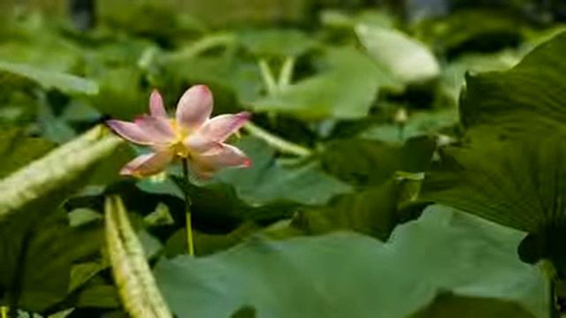 Видео фон для сайта Цветок смотреть онлайн