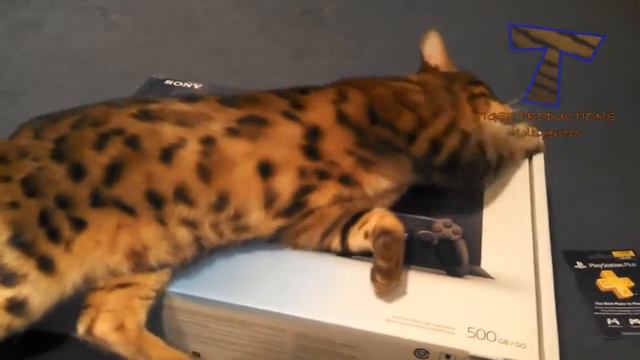 ПРЕДУПРЕЖДЕНИЕ: ВЫ МОЖЕТЕ ОТКРЫТЬ ВАШЕ JAW FROM LAUGHING - Лучшие видеоролики FUNNY CAT смотреть онлайн
