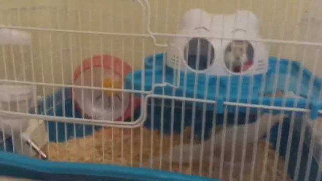 УХОД ЗА ХОМЯКОМ,ЧТО НУЖНО? смотреть онлайн