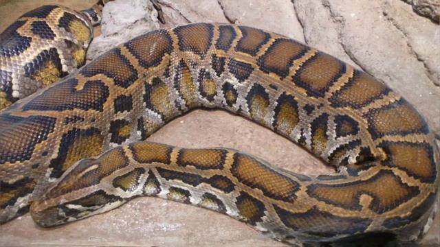 Зачем нужна террариумистика в современном мире? смотреть онлайн