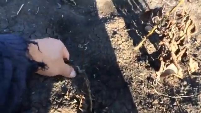 Зимняя прививка грецкого ореха, подготовка. смотреть онлайн