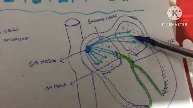 Cardiovascular system(physiology) - The heart and Conducting system of the heart смотреть онлайн