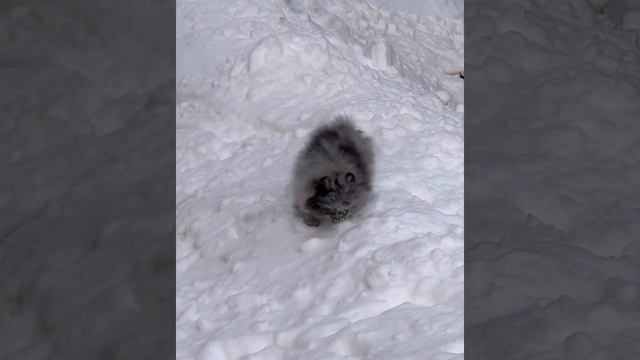 щенок шпица смотреть онлайн